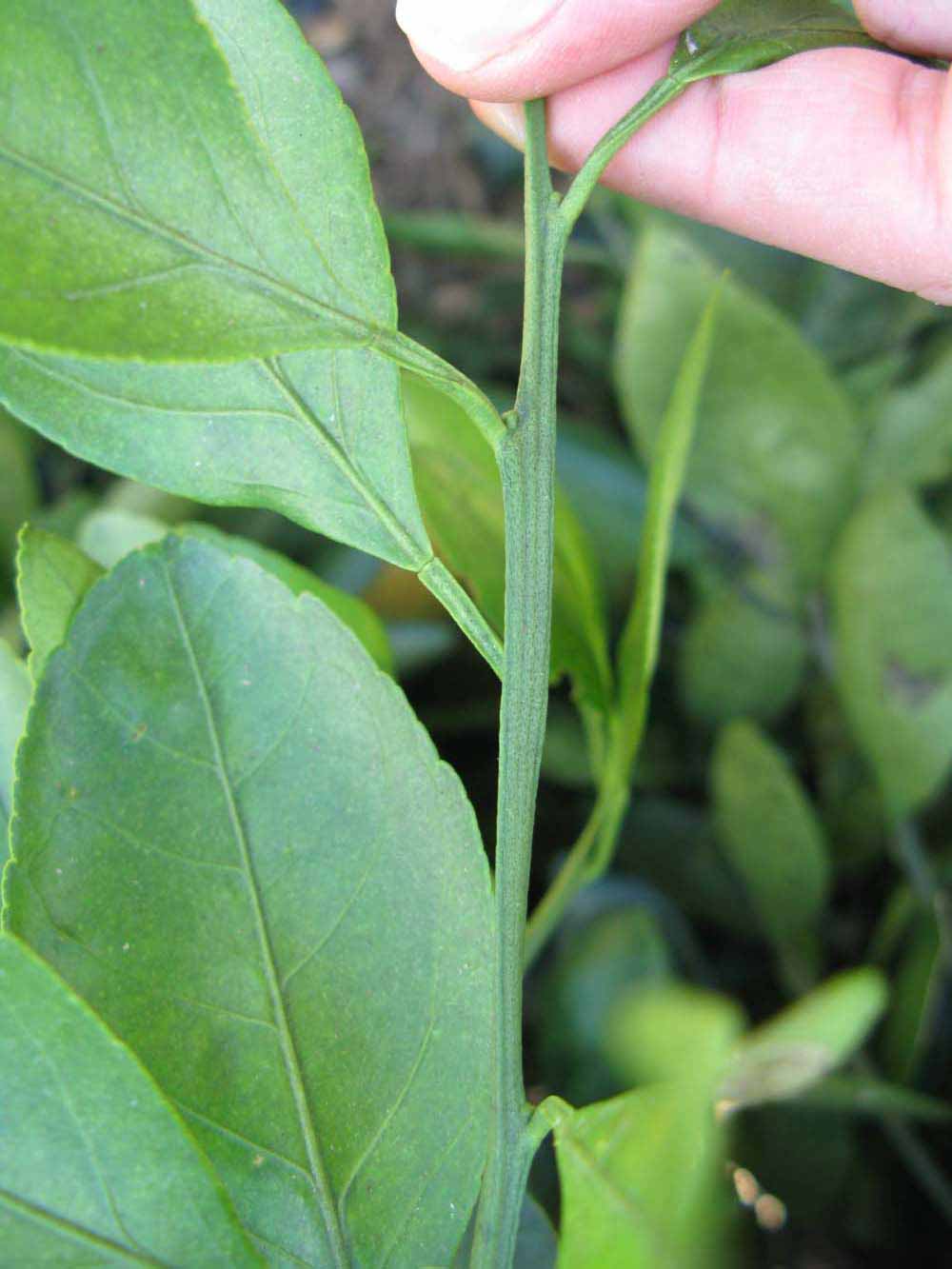              First year twig (Winter Haven, FL)       